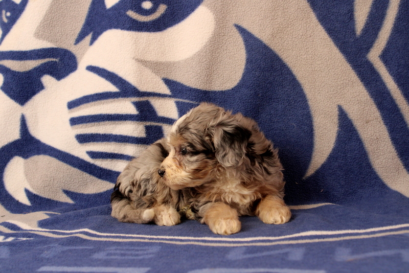 puppy, for, sale, Mini Bernedoodle F1, Matthew B. Stoltzfus, dog, breeder, Gap, PA, dog-breeder, puppy-for-sale, forsale, nearby, find, puppyfind, locator, puppylocator, aca